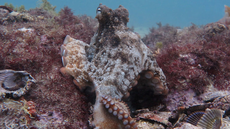 Scientists Come Up With Octlantis-An Underwater 'City' Built By Octopuses