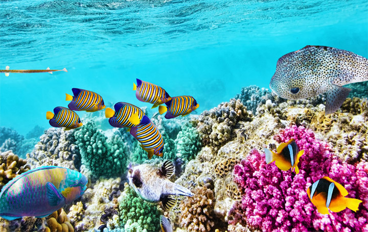 Great Barrier Reef