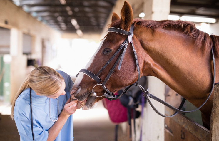 State Veterinarian Orders Quarantine of Infected Horse Facility